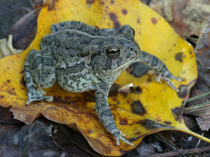 Fowler's Toad